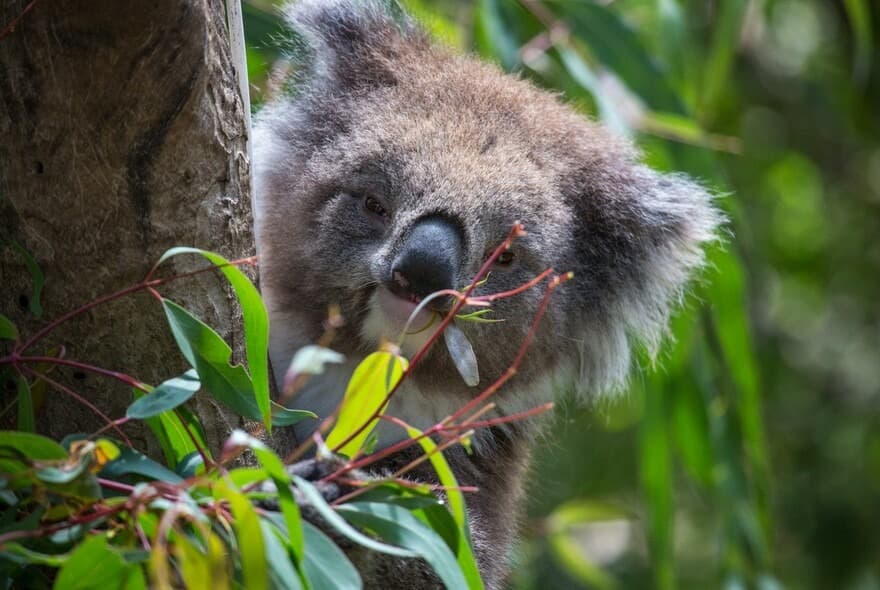 Melbourne Zoo