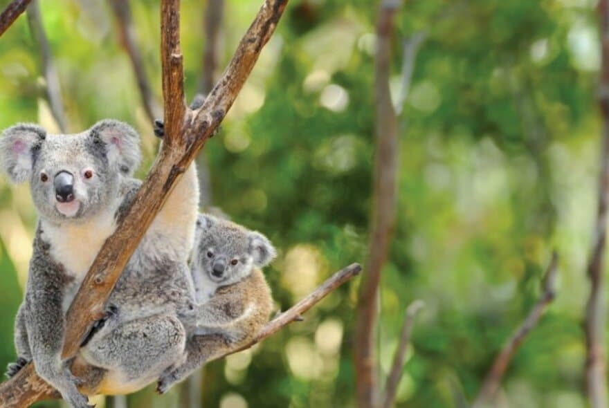 "Earth Protectors: Reducing Waste to Protect Nature "