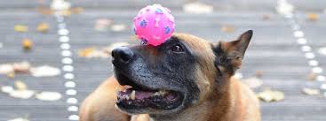 Paws4aCause Dog Show