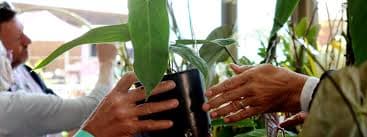 Plant Party 2024