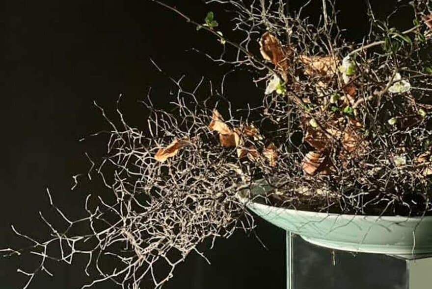 Ikebana Exhibition by Azumi: Walking into Blue